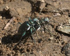 Cicindela depressula P1050242b by 
xpda. Used under a CC BY-SA 4.0 license.