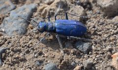 Cicindela depressula ssp depressula Washington 081015 by Sesamehoneytart. Used under a CC BY-SA 4.0 license.