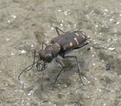 Cicindela oregona P1500881a by
xpda. Used under a CC BY-SA 4.0 license.