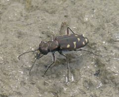 Cicindela oregona P1500882a by
xpda. Used under a CC BY-SA 4.0 license.
