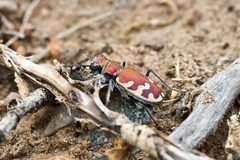 Cicindela formosa by Calibas. Used under a CC BY-SA 3.0 license.