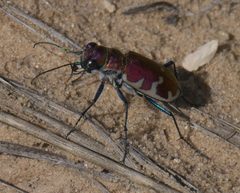 Cicindela formosa P1320654a by 
xpda. Used under a CC BY-SA 4.0 license.