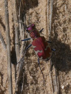 Cicindela formosa P1320657a by 
xpda. Used under a CC BY-SA 4.0 license.