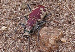 Tiger beetle formosa by NPS. Used under a Public domain license.