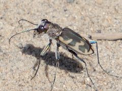Cicindela formosa generosa by Owen VanAntwerpen. Used under a CC BY-SA 4.0 license.