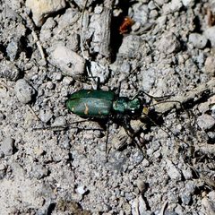Cicindela longilabris perviridis by Koji Shiraiwa. Used under a CC BY 4.0 license.