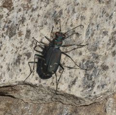 Cicindela depressula P1050216b by 
xpda. Used under a CC BY-SA 4.0 license.