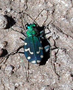 Cicindela oregona by user:pompilid. Used under a CC BY-SA 3.0 license.