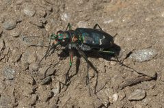 Cicindela oregona P1050213b by 
xpda. Used under a CC BY-SA 4.0 license.