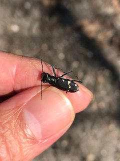 Cicindela patruela consentanea by Kyle Rossner. Used under a CC BY 4.0 license.