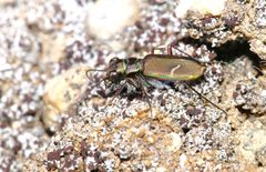 Cicindela purpurea 4726358 by Laura Gaudette. Used under a CC BY 4.0 license.