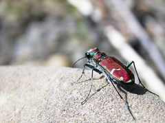 Green-Margined Tiger Beetle by Matt Reinbold. Used under a CC BY-SA 2.0 license.