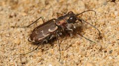 Cicindela-repanda-002 by Mdf. Used under a CC BY-SA 3.0 license.