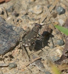 Cicindela repanda P1330853a by
xpda. Used under a CC BY-SA 4.0 license.