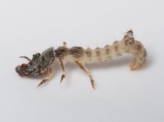 Cicindela repanda larva by Lisa King. Used under a CC BY 2.0 license.