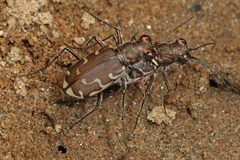Cicindela repanda ssp. repanda by Judy Gallagher. Used under a CC BY 4.0 license.