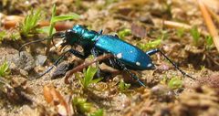 Cicindela sexguttata - six-spotted tiger beetle - desc-iridescent in sunlight on ground by wikipedia. Used under a CC BY-SA 3.0 license.