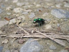 Six-spotted green tiger beetle by GregOberski. Used under a CC BY-SA 4.0 license.