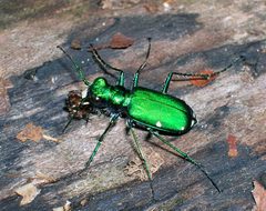 Six-spotted tiger beetle crop by wikipedia. Used under a CC BY-SA 3.0 license.