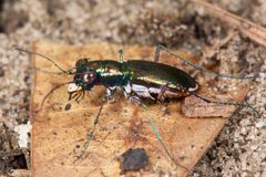 Miami tiger beetle by U.S. Fish and Wildlife Service Southeast Region. Used under a CC BY 2.0 license.