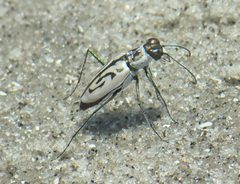 Habroscelimorpha dorsalis media P1010646a by 
xpda. Used under a CC BY-SA 4.0 license.