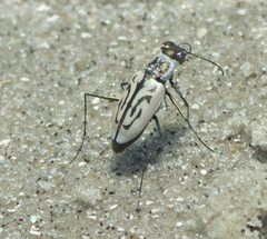 Habroscelimorpha dorsalis media P1010649a by 
xpda. Used under a CC BY-SA 4.0 license.