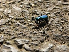 Carolinatigerbeetle by Rizalhatch. Used under a CC BY-SA 4.0 license.