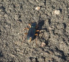 Tetracha virginica P1080884a by 
xpda. Used under a CC BY-SA 4.0 license.