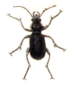 Blethisa.multipunctata.-.calwer.01.08 by Emil Hochdanz
. Used under a Public domain license.