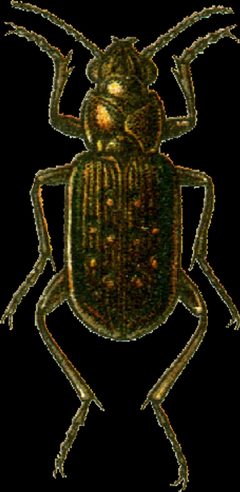 Blethisa multipunctata Jacobson by Georgiy Jacobson. Used under a Public domain license.