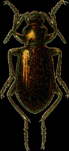 Diachila arctica Jacobson by Georgiy Jacobson. Used under a Public domain license.