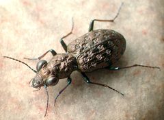 Elaphrus cicatricosus by David R. Madison. Used under a CC BY 3.0 license.