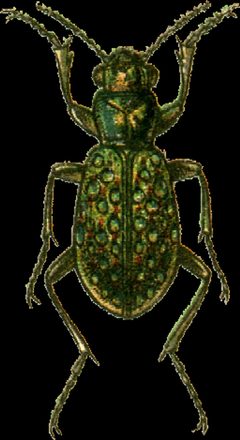 Elaphrus lapponicus Jacobson by Georgiy Jacobson. Used under a Public domain license.