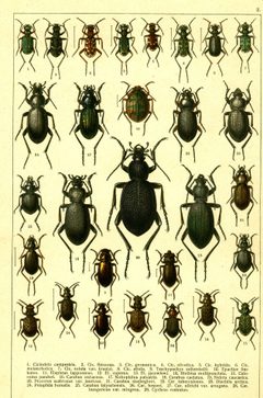 Georgiy Jacobson - Beetles Russia and Western Europe - plate 02 by see in description. Used under a Public domain license.