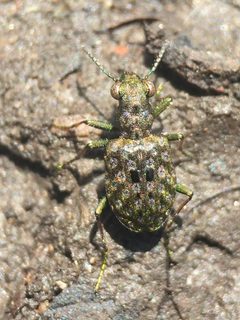 Elaphrus ruscarius by Jeffrey G. Cramer. Used under a CC BY-SA 4.0 license.