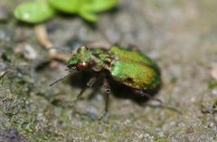 Elaphrus viridis by USFWS Endangered Species. Used under a CC BY 2.0 license.