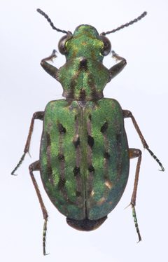 Elaphrus viridis01 by Kipling Will. Used under a CC BY 3.0 license.