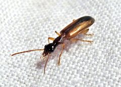 Leptotrachelus dorsalis by Jacy Lucier. Used under a CC BY-SA 4.0 license.