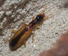 Leptotrachelus dorsalis - inat 57780634 by {{{name}}}. Used under a CC BY-SA 4.0 license.