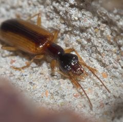 Leptotrachelus dorsalis P1130781a by 
xpda. Used under a CC BY-SA 4.0 license.
