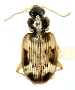 Tetragonoderus fasciatus Haldeman by Michael K. Oliver, Ph.D.. Used under a CC BY-SA 4.0 license.