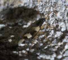 Tetragonoderus fasciatus P1590726a by 
xpda. Used under a CC BY-SA 4.0 license.