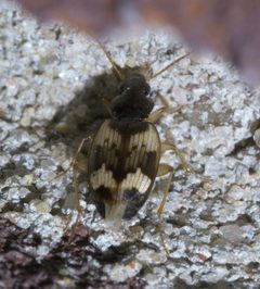 Tetragonoderus fasciatus P1590727a by 
xpda. Used under a CC BY-SA 4.0 license.