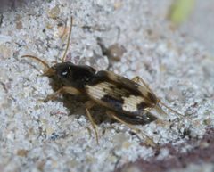 Tetragonoderus fasciatus P1590728a by 
xpda. Used under a CC BY-SA 4.0 license.