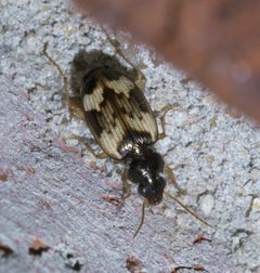 Tetragonoderus fasciatus P1590736a by 
xpda. Used under a CC BY-SA 4.0 license.