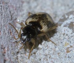 Tetragonoderus fasciatus P1590737a by 
xpda. Used under a CC BY-SA 4.0 license.