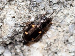 Tetragonoderus laevigatus by Richard Stovall. Used under a CC BY 4.0 license.