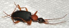 Galerita bicolor by Bob the Wikipedian. Used under a CC BY-SA 3.0 license.