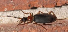 Galerita bicolor - inat 140021140 by {{{name}}}. Used under a CC BY-SA 4.0 license.