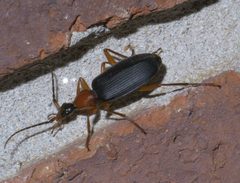 Galerita bicolor P1460698a by 
xpda. Used under a CC BY-SA 4.0 license.